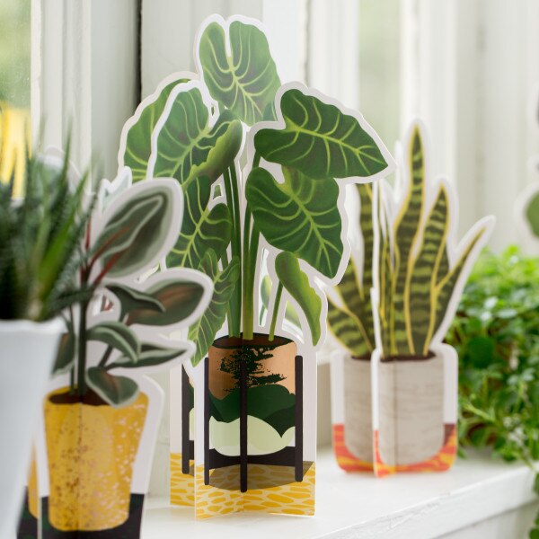 Elephant Ear Paper Plant 2
